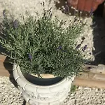 Maison Avec Terrasse Centre-cottage Garden Terrace Center Old Town Дом отдыха Кольмар