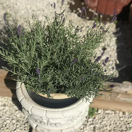 Maison Avec Terrasse Centre-cottage Garden Terrace Center Old Town Casa vacanze Colmar