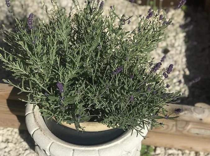 Maison Avec Terrasse Centre-cottage Garden Terrace Center Old Town Casa de Férias Colmar